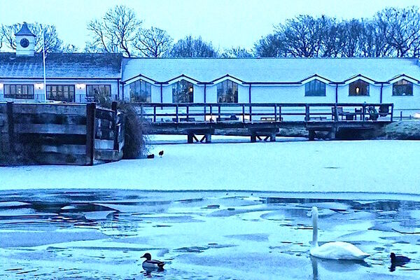 #caption-168 Winter at the Club - swans on the lake
