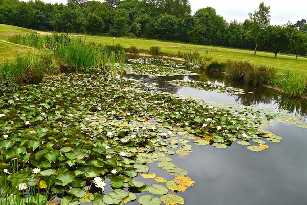 #caption-185 Lillies on the lake