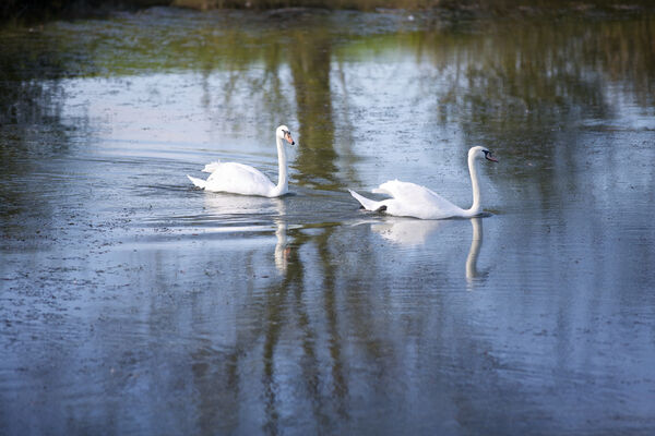 #caption-39 Swans at Slinfold