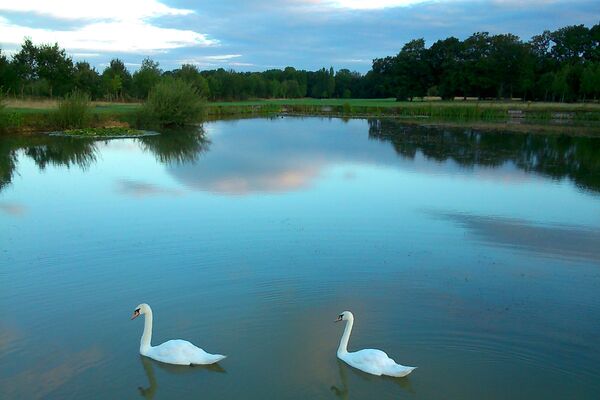 #caption-162 Swans on the lake